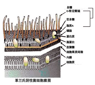 PURELAB flex^V(ni)ءRNaseDNaseͼ