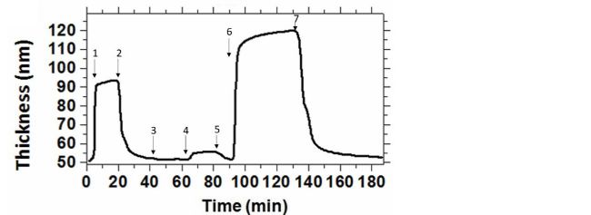 Thin film swelling and collapse.png