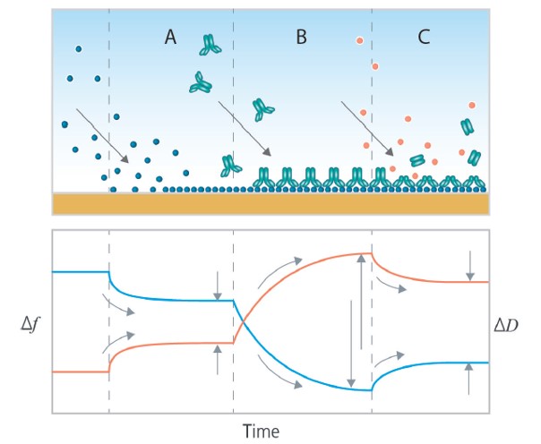 Biomolecular interactions characterized by QCM-D