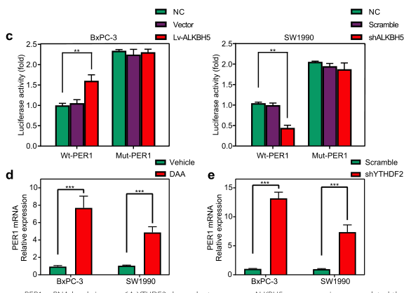 ȱALKBH5l(f)m6AReYTHDF2T(do)mRNA(do)PER1mRNAˮƽ