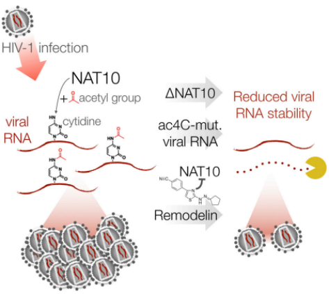 NAT10 HIV-1 ac4CӰmRNA_