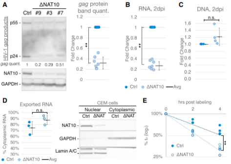 NAT10óӰ푌HIV-1D䛱(wn)