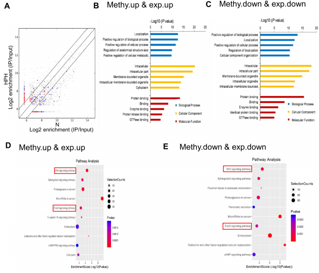 3m6A MeRIP-seqRNA-seq(lin)Ϸ