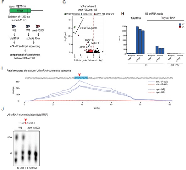 x METT-10  U6 snRNA  SAM ϳø mRNA  m6A 