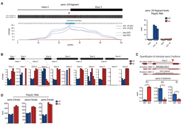 3λc(din) m6A  SAM ϳøǰw mRNA ļ