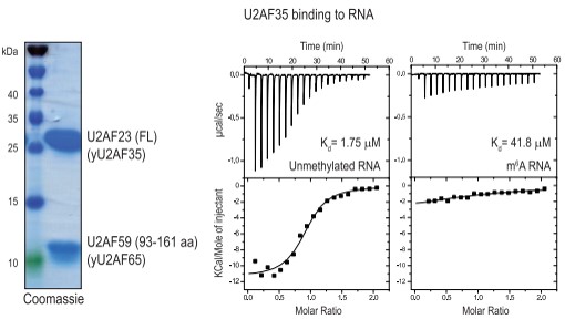  m6A׻ֹ˱U2AF35(du)λc(din)R(sh)e