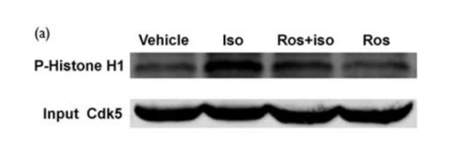 (R)-Roscovitine