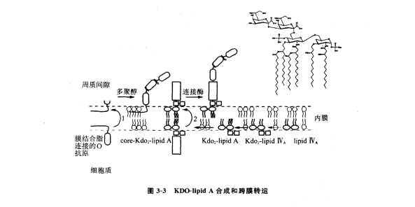 Lipid AϳɺzW(xu)