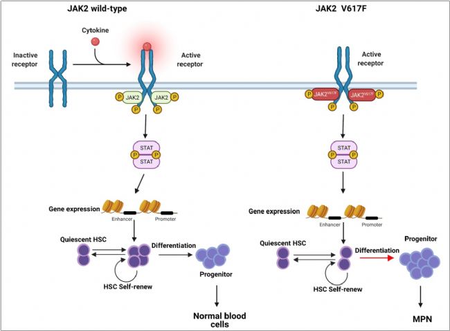 JAK2*V617FС