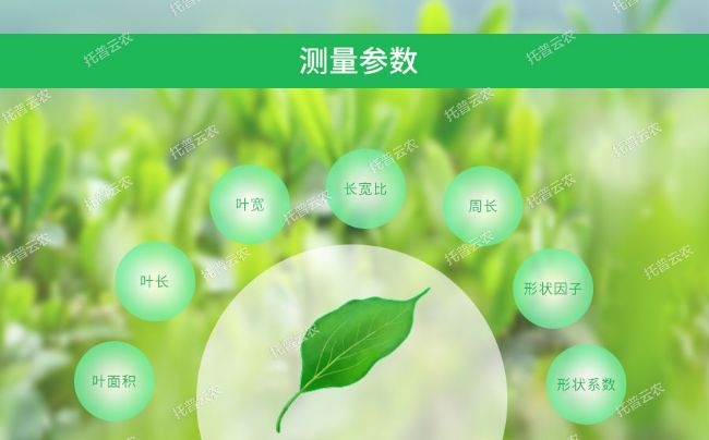 活體葉面積儀測(cè)量參數(shù)